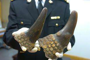 "申,碎通天犀,和药以疗民疫".