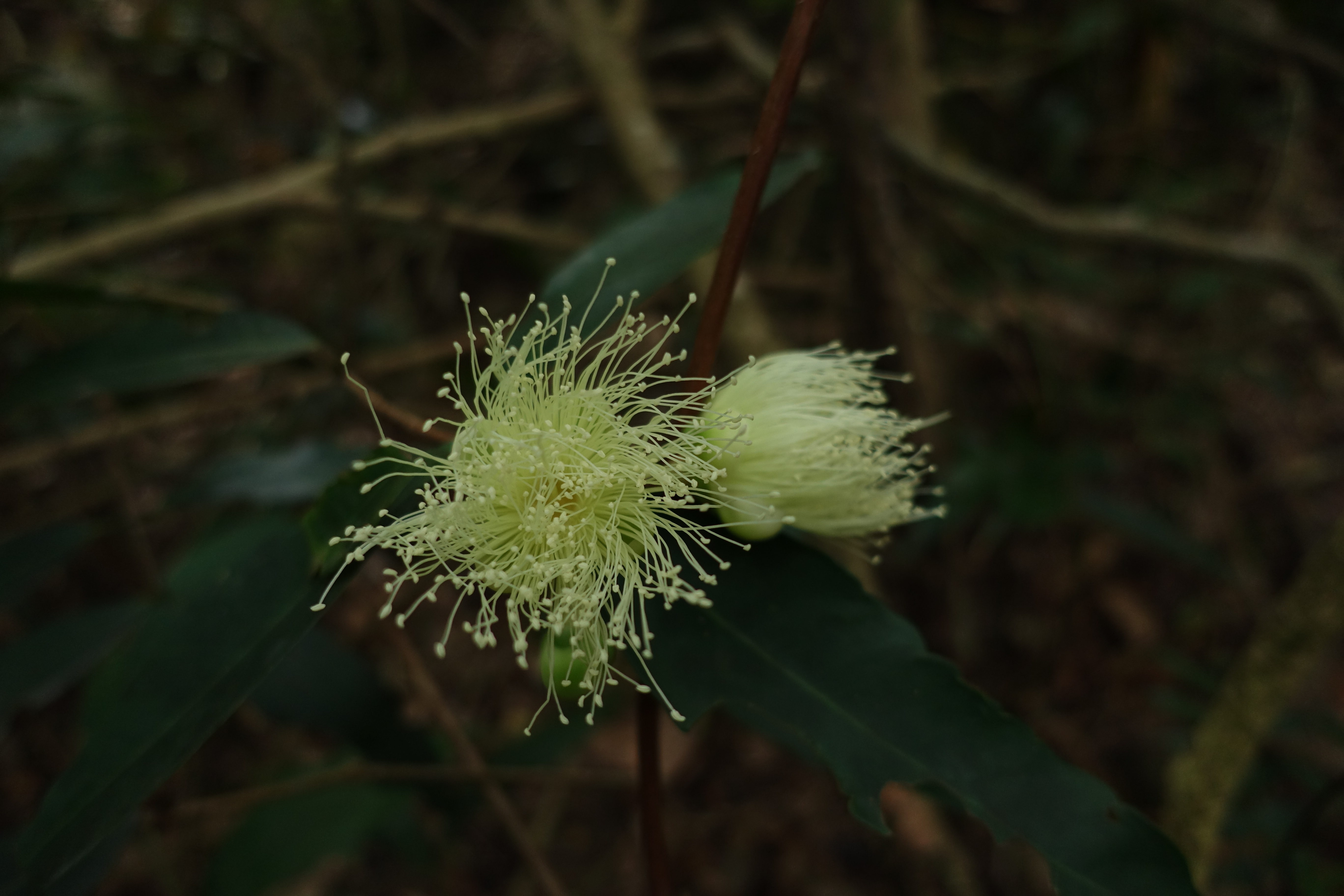 广东仲春植物赏