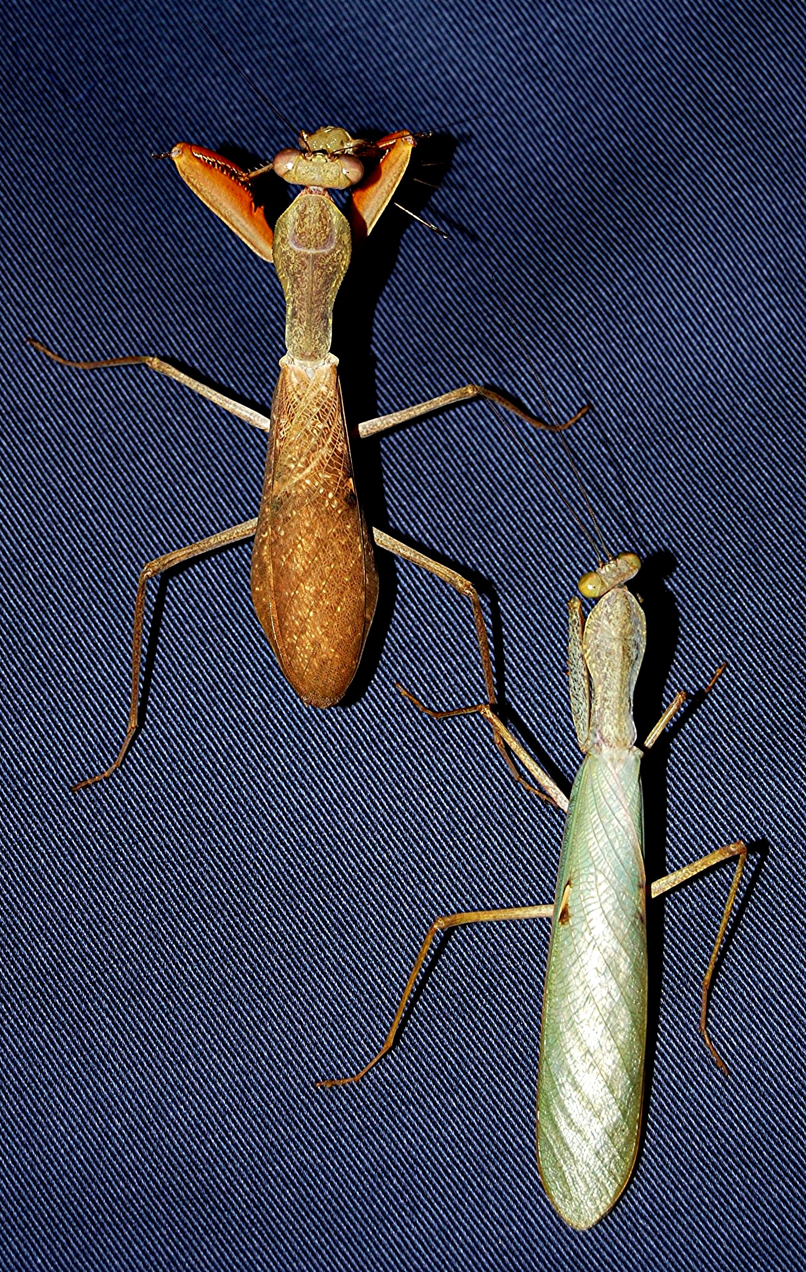 巨型大螳螂照片图片