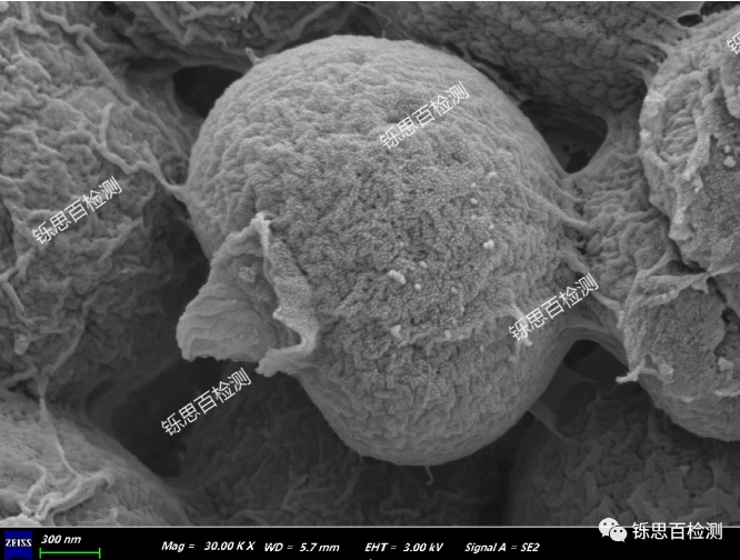生物扫描电子显微镜（SEM）样品制备要求 - 哔哩哔哩