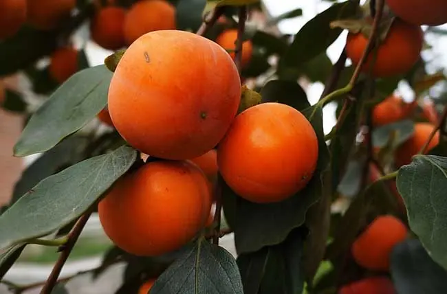 柿子苗的种植栽培技术太秋甜柿如何种植 哔哩哔哩