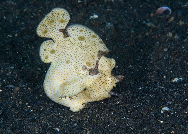 鮟鱇目简单鉴别小考我不丑1