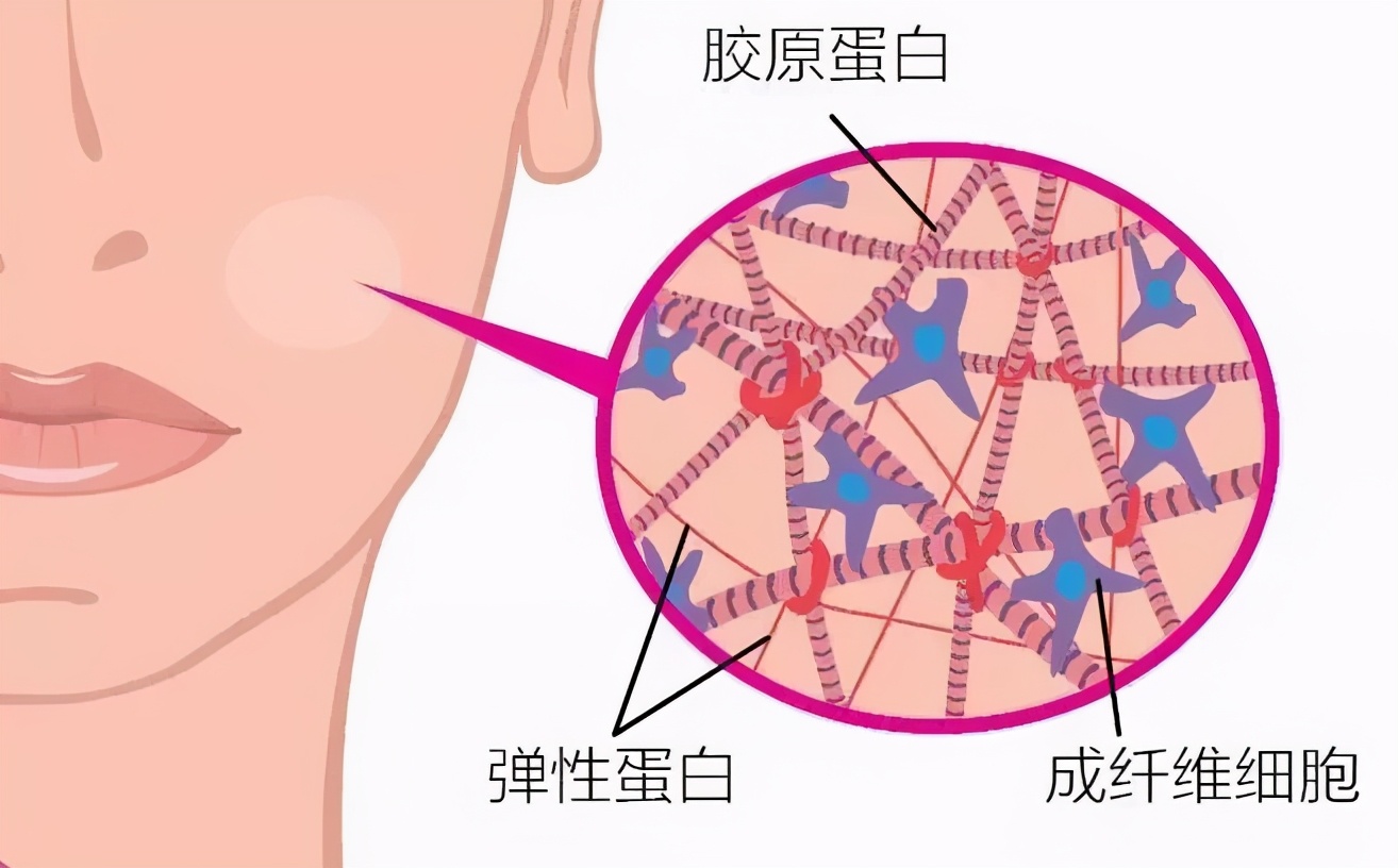 年龄在25的女性该如何补充脸上流失的胶原蛋白
