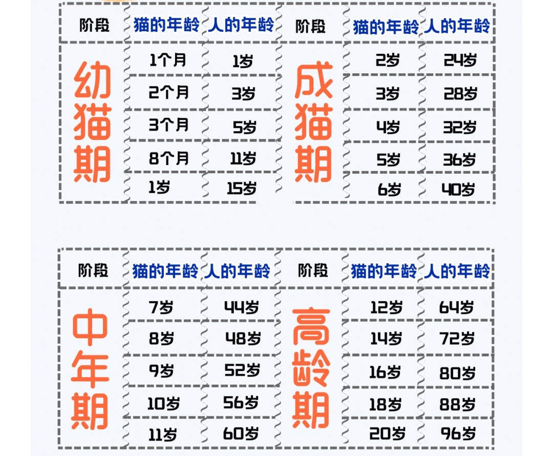 猫咪最新年龄换算表,你知道你家猫相当于人类几岁吗