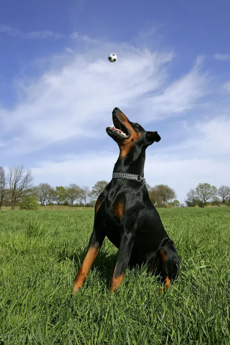 有一种犬 必须要经过人为的剪尾和断耳 你知道是什么品种吗 哔哩哔哩