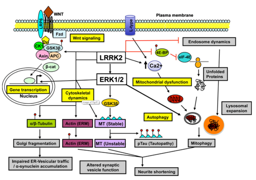 帕金森病研究新靶点——LRRK2 - 哔哩哔哩