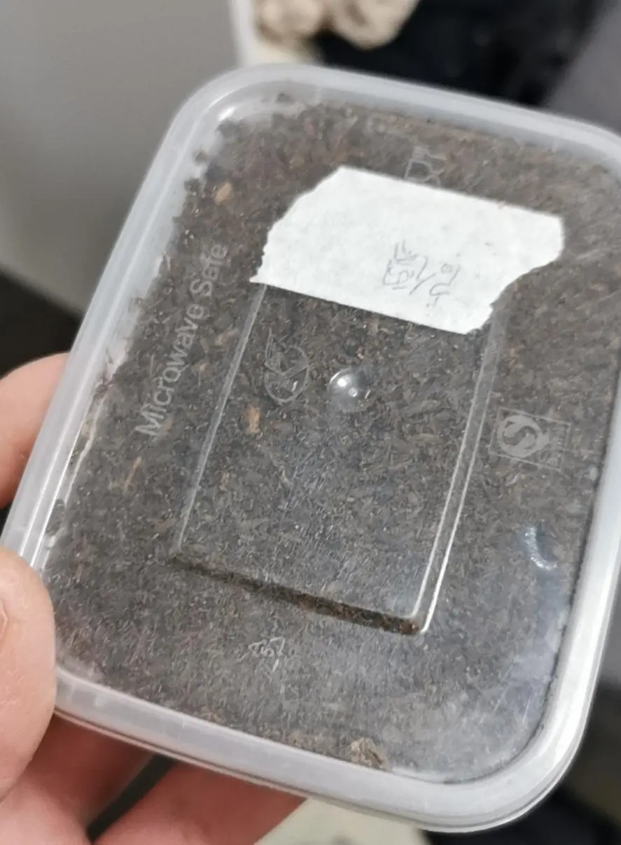 印尼金锹饲育记录 哔哩哔哩