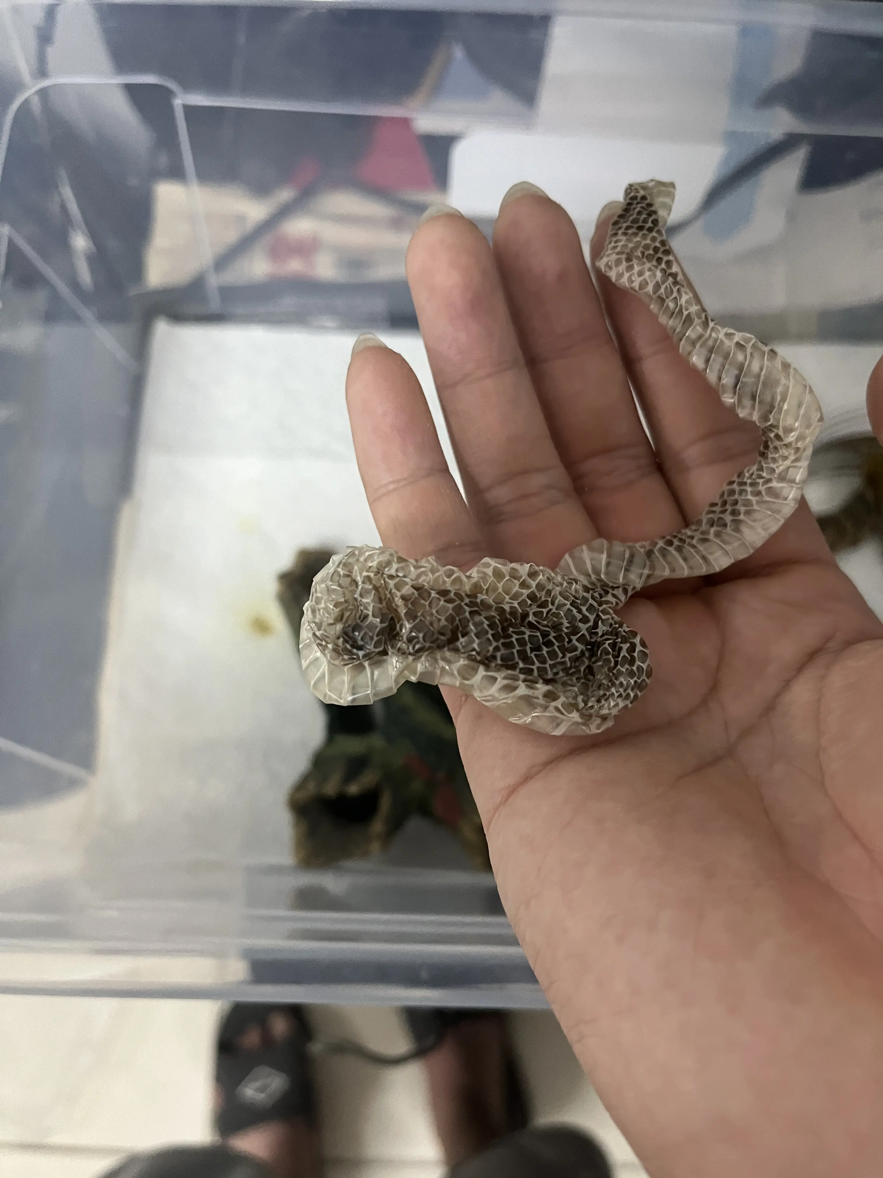 巴西水王蛇到家以来第一次蜕皮 - 哔哩哔哩