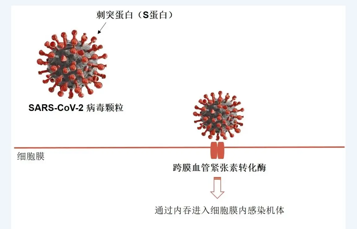 設計突變，穩定新冠病毒S蛋白，中國科學家對新技術疫苗的貢獻