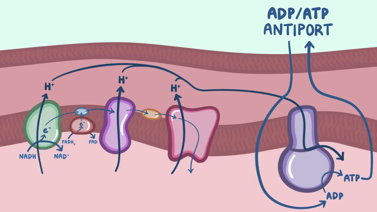 【Osmosis生化】电子传递链 & 氧化磷酸化