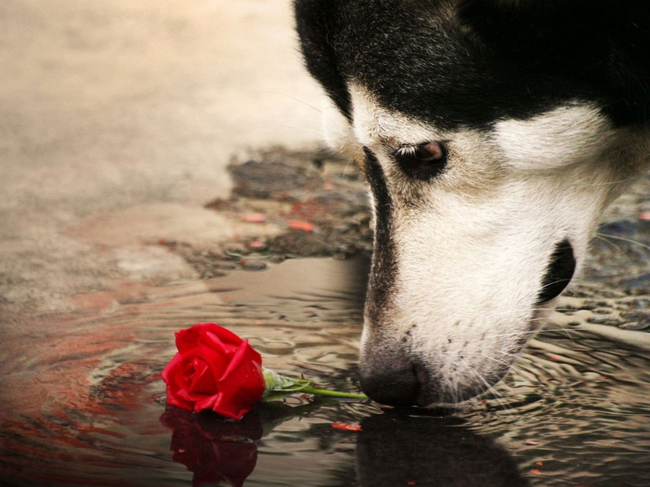 狗扶墙叼玫瑰花表情包图片