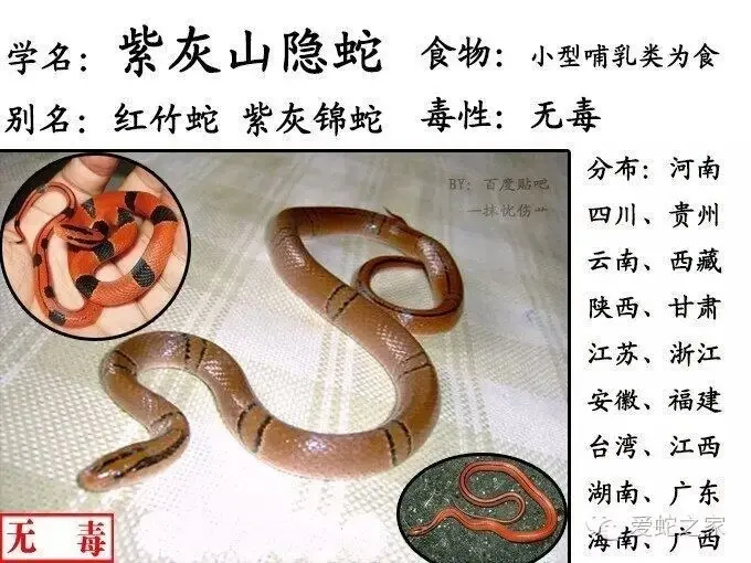 中国蛇类图鉴及名录17 中 哔哩哔哩