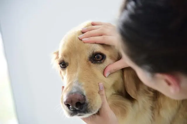 不想狗狗的眼睛失明，了解眼部知识很重要，你狗狗有这些状况吗？