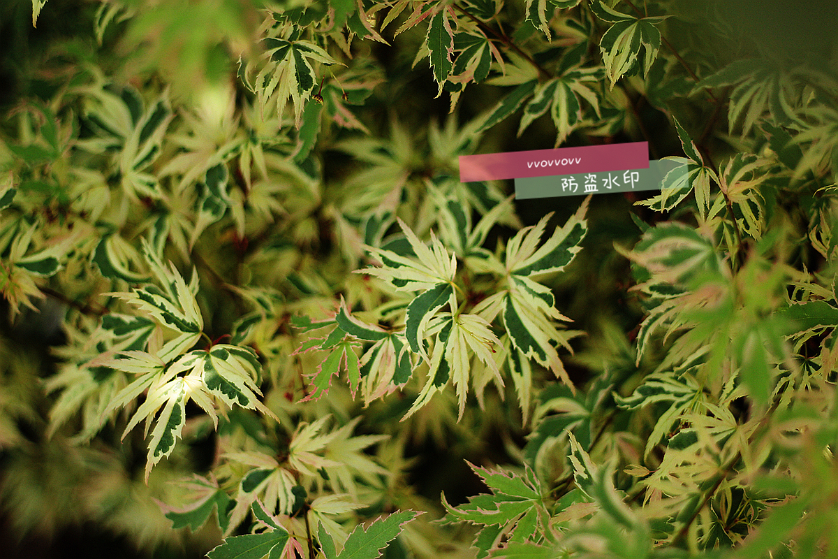 翩翩起舞蝴蝶枫