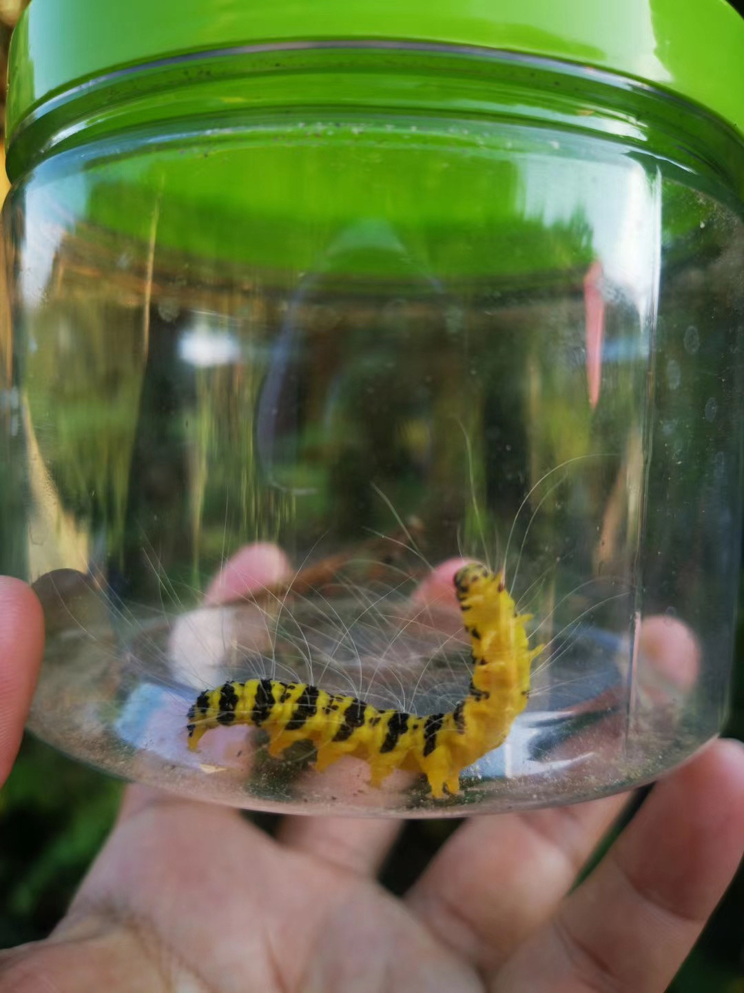 臭椿旋皮夜蛾幼虫