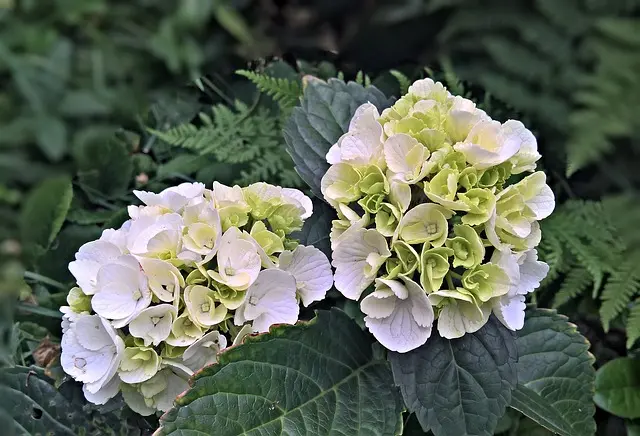 知道了紫阳花的花语 那你知道紫阳花的别名吗 哔哩哔哩