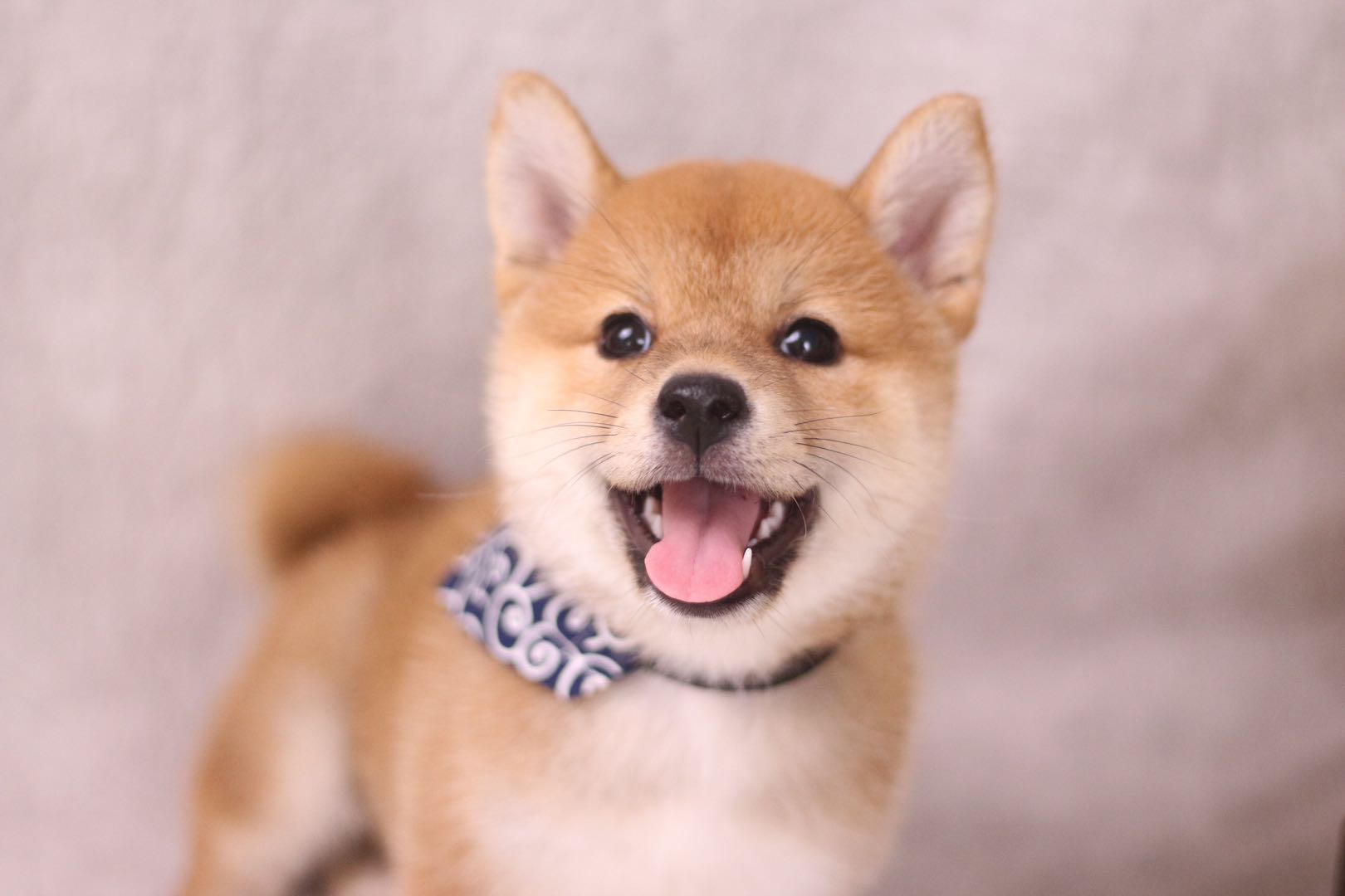 公柴犬和母柴犬有啥区别 养哪个好 哔哩哔哩专栏