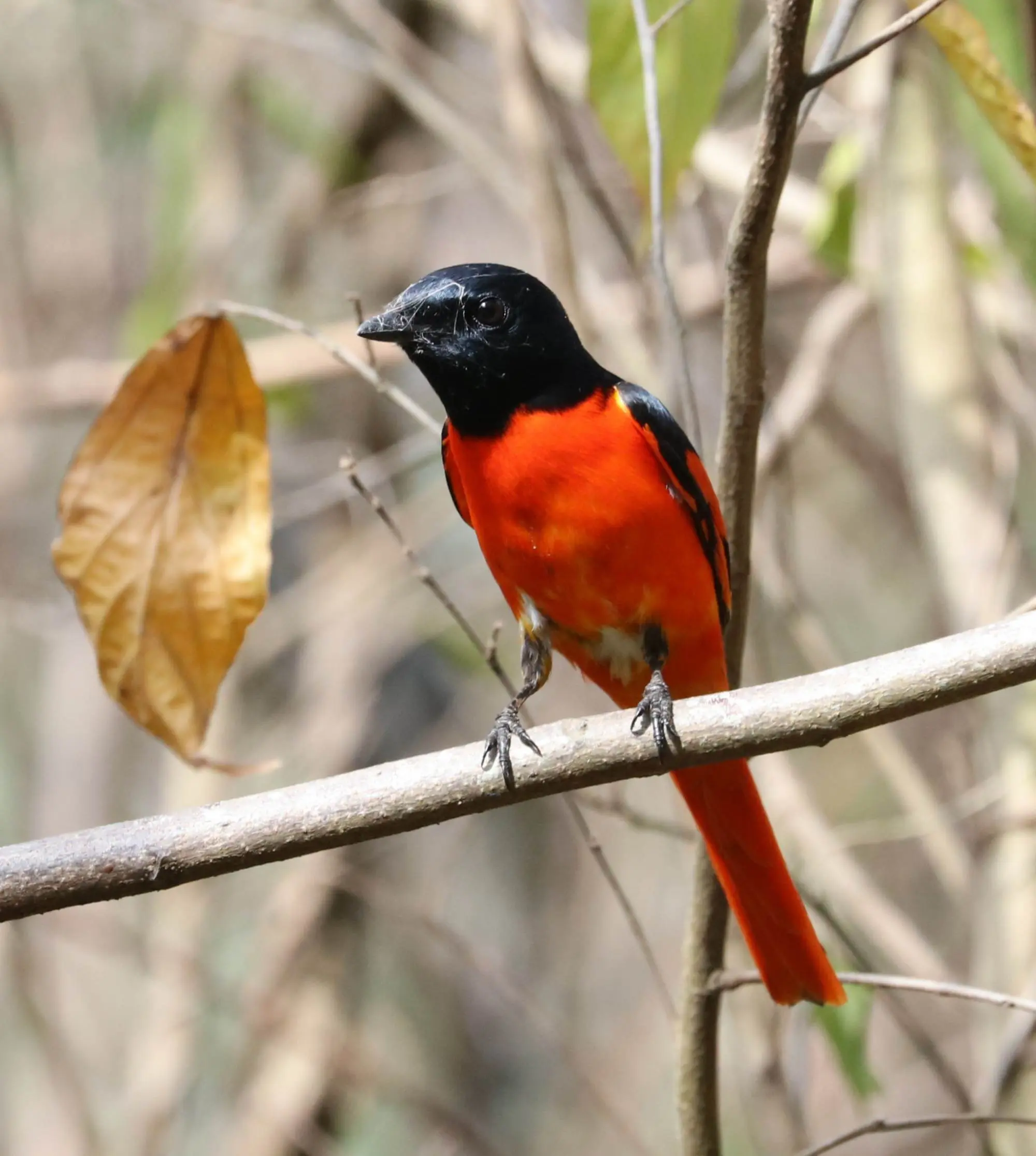 赤红山椒鸟为山椒鸟科山椒鸟属的鸟类,俗名红十字鸟,朱红山椒鸟.