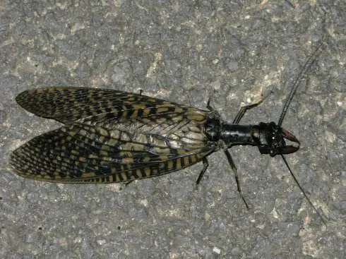 脉翅总目 广翅目 哔哩哔哩