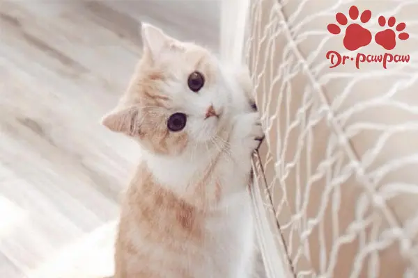 菲尔顿宠物药品是什么导致猫咪会尿血尿闭？ - 哔哩哔哩