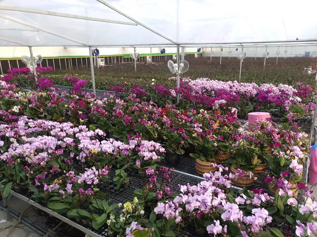 现代农业物联网技术 打造蝴蝶兰产业智慧温棚 哔哩哔哩