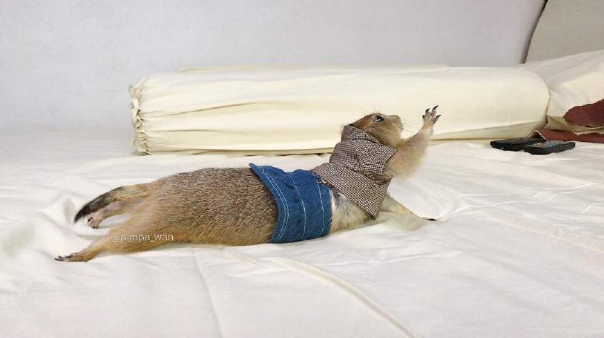 作为近些年来宠物界的新贵,原来土拨鼠也可以