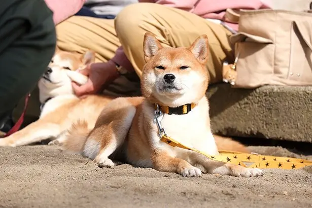 柴犬的豆豆眉是什么 每一只小柴犬都有豆豆眉吗 哔哩哔哩