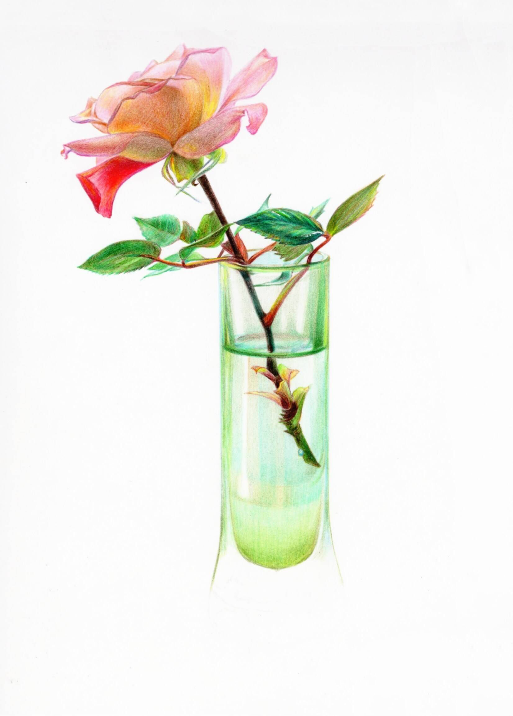 彩铅 | 玫瑰花玻璃杯插花