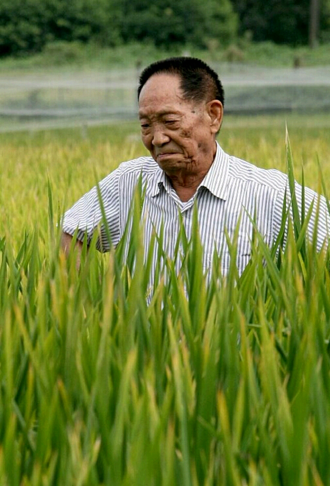 袁隆平在水稻间考察