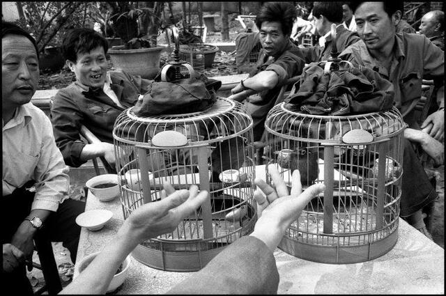 老照片1984年成都公园里的遛鸟人悠闲而自在