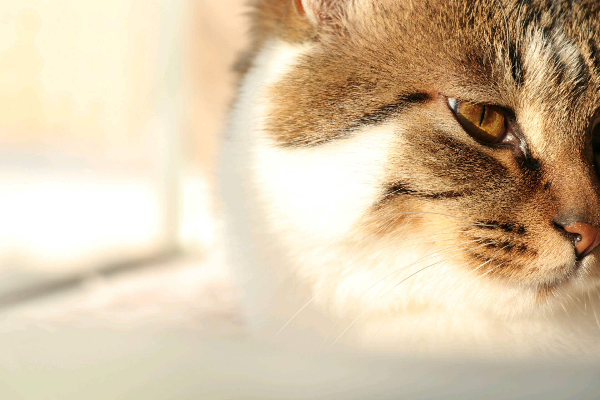 『寒舍喵』a爆了的狸花猫帅照