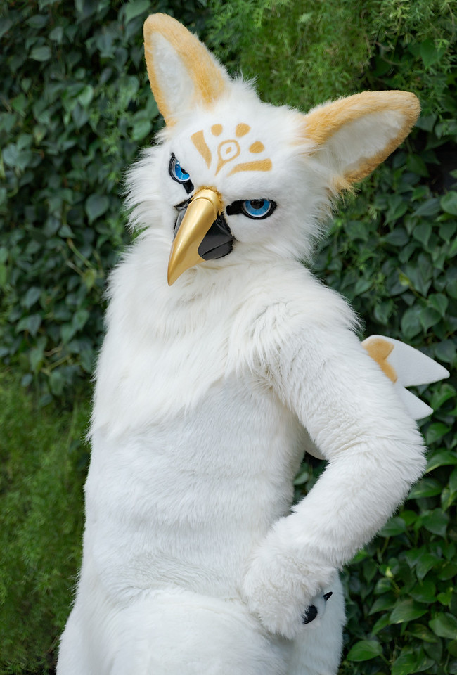 《鸟系》图集(二)