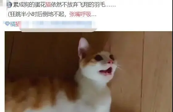 猫咪运动后像狗子一样吐舌头正常吗？ - 哔哩哔哩