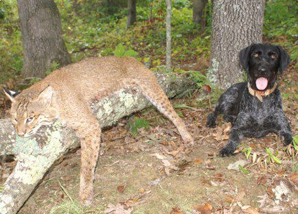 为什么狗打不过猫?猞猁和大型犬比到底谁厉害