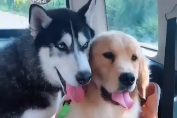 网友养了二哈跟金毛 结果一年后悲剧了 金毛变成了磨牙棒 哔哩哔哩