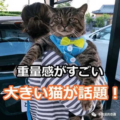 日本推主一张猫猫发胖照 引众多铲屎官共鸣 真是一胖毁所有啊 哔哩哔哩