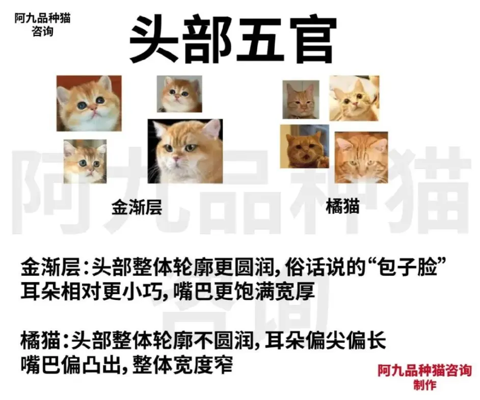 金渐层和狸花猫的串 美短金渐层猫和狸花猫区别 金渐层狸花猫串串 黑金渐层像狸花猫 哔哩哔哩