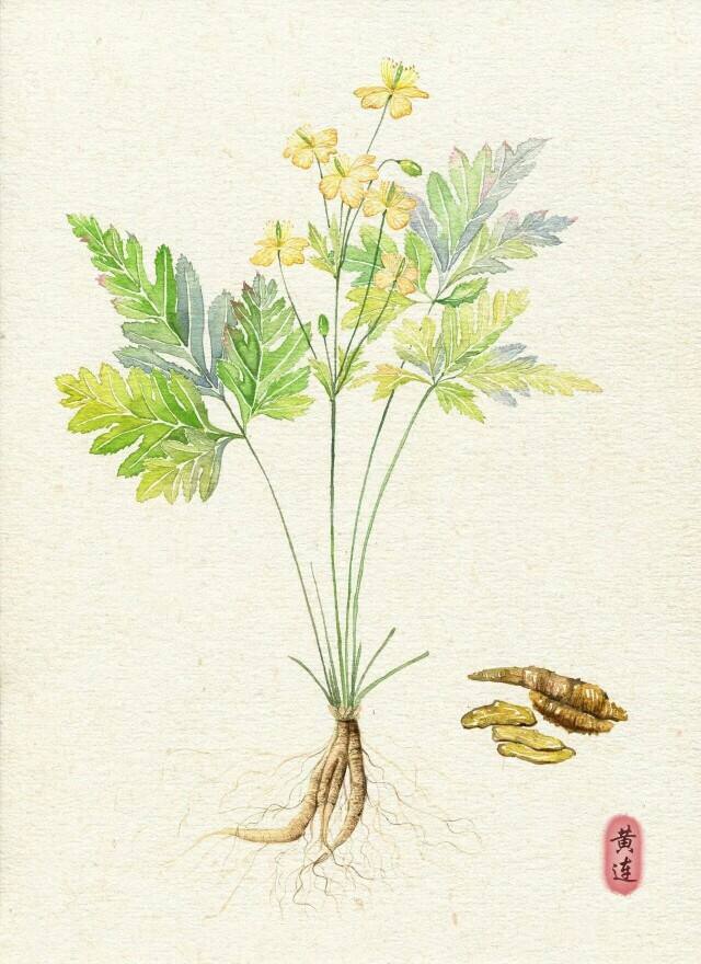 "邶风 简兮"和"唐风 采苓"新探