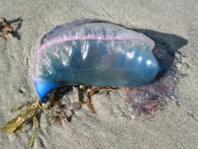 假如被海浪带到了沙滩上,看起来就像是一个蓝色的塑料袋,似乎毫无攻击