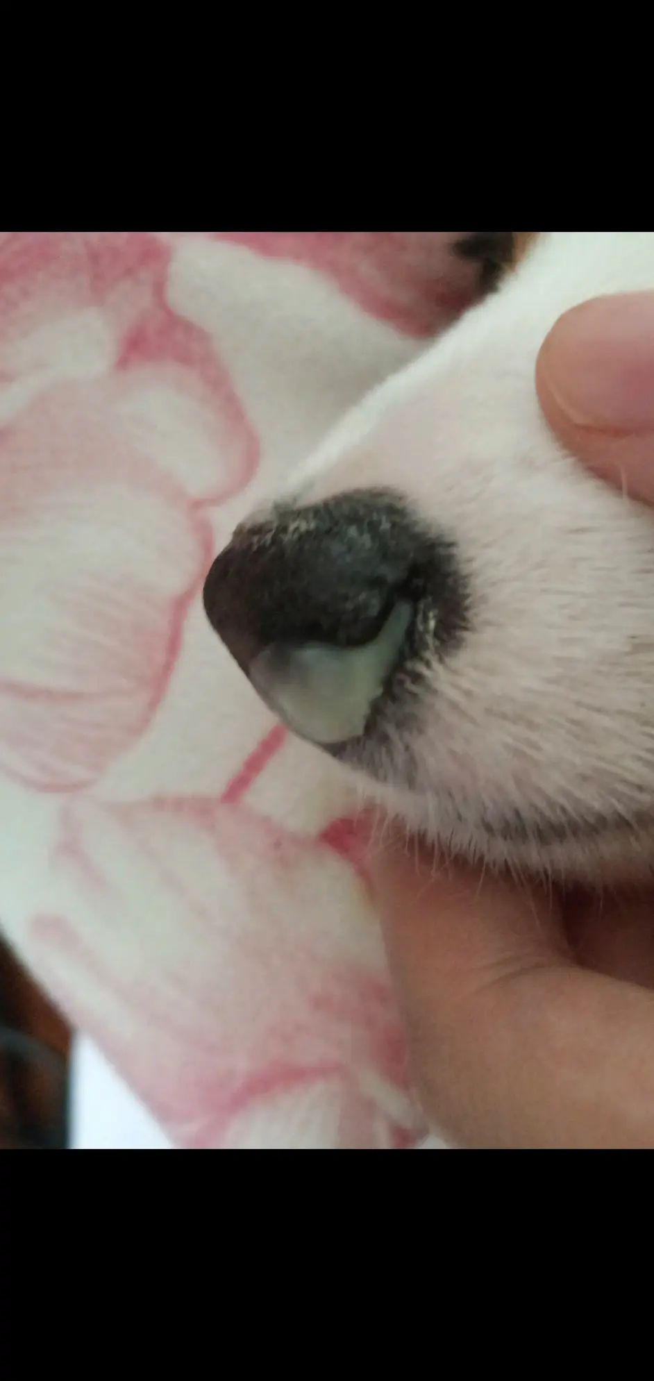 犬瘟 犬瘟热的治疗分享 哔哩哔哩