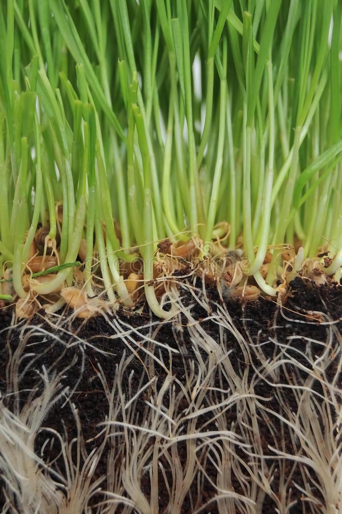 水稻根系协同微生物利用土壤氮元素养分图|纯艺术|绘画|寻山追水_原创作品-站酷ZCOOL