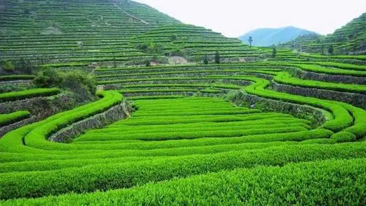 无性系栽培 科学种茶新方法 北方茶叶栽培技术 脚本 哔哩哔哩