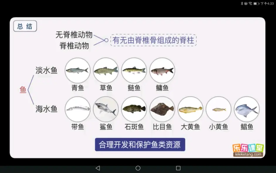 初中生物分类 脊椎动物 乐乐课堂 哔哩哔哩