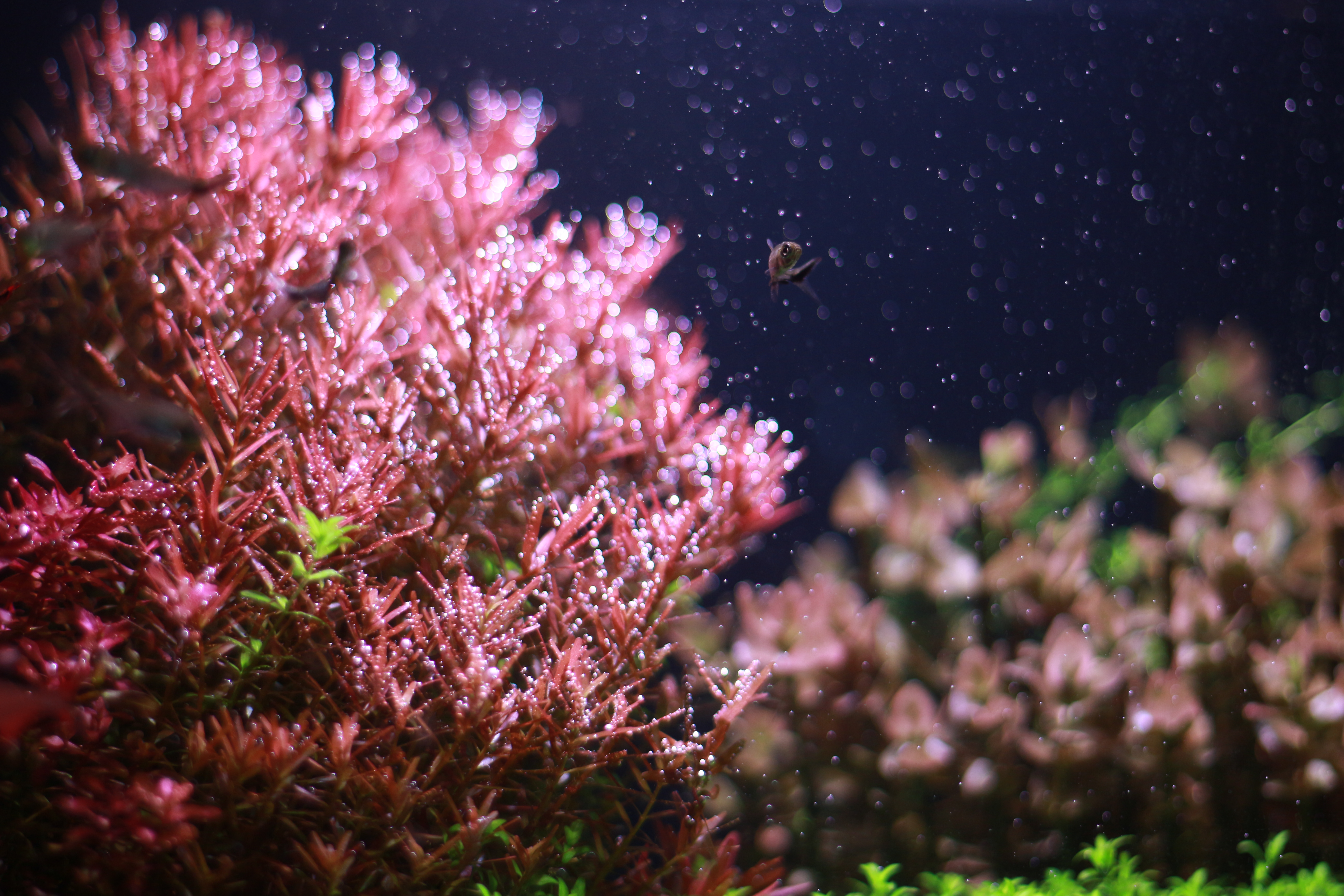 杂谈|为什么我要你放弃草缸