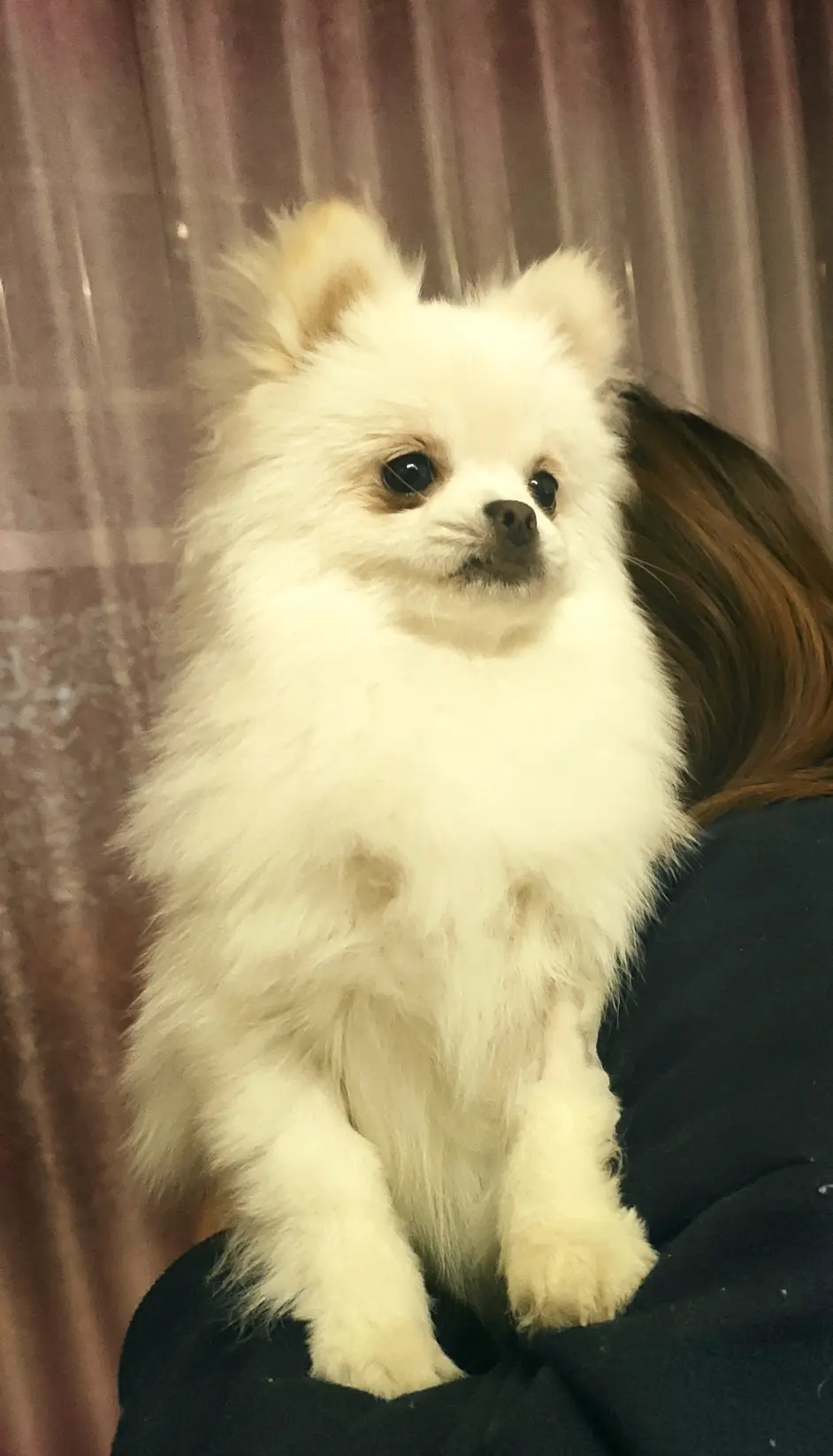 关于我的狗子不幸感染细小一事 哔哩哔哩