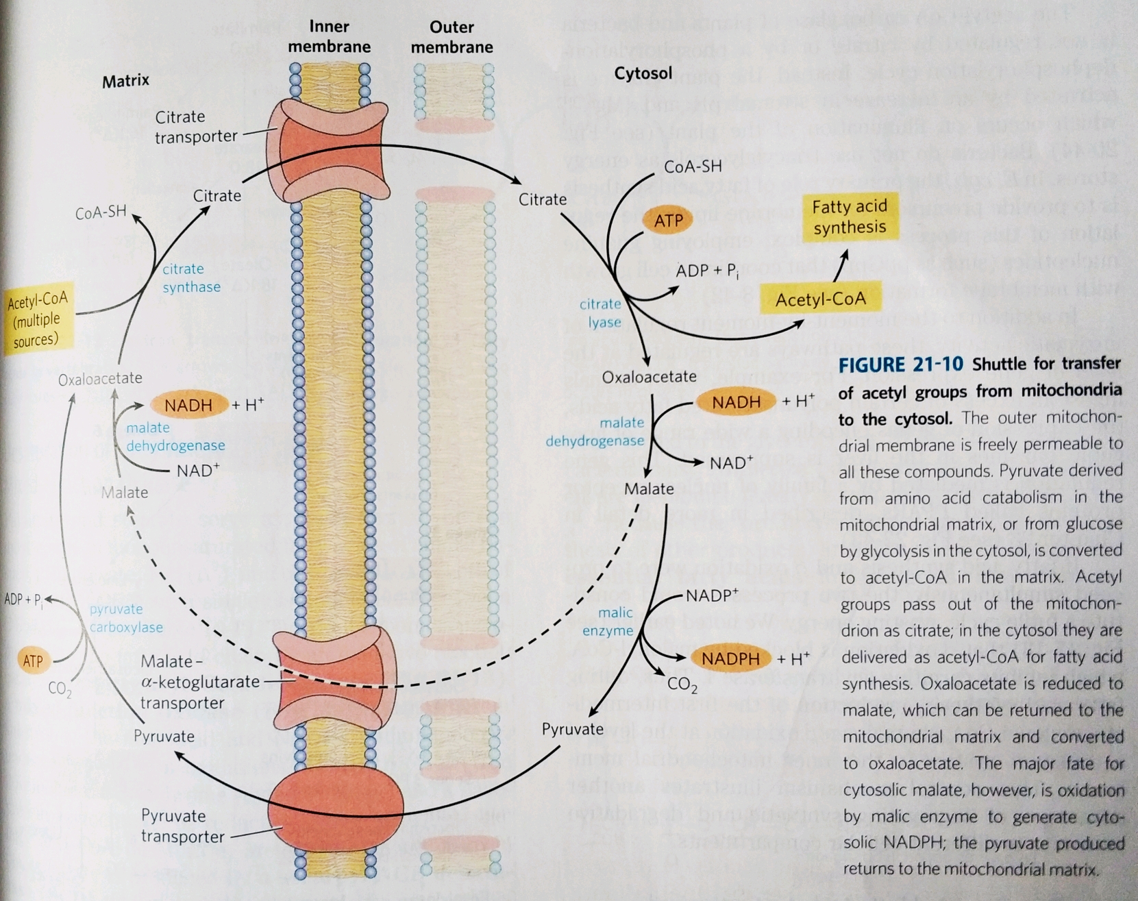 pigment retinal,carotene,cofactor vitk,detergents bile salts