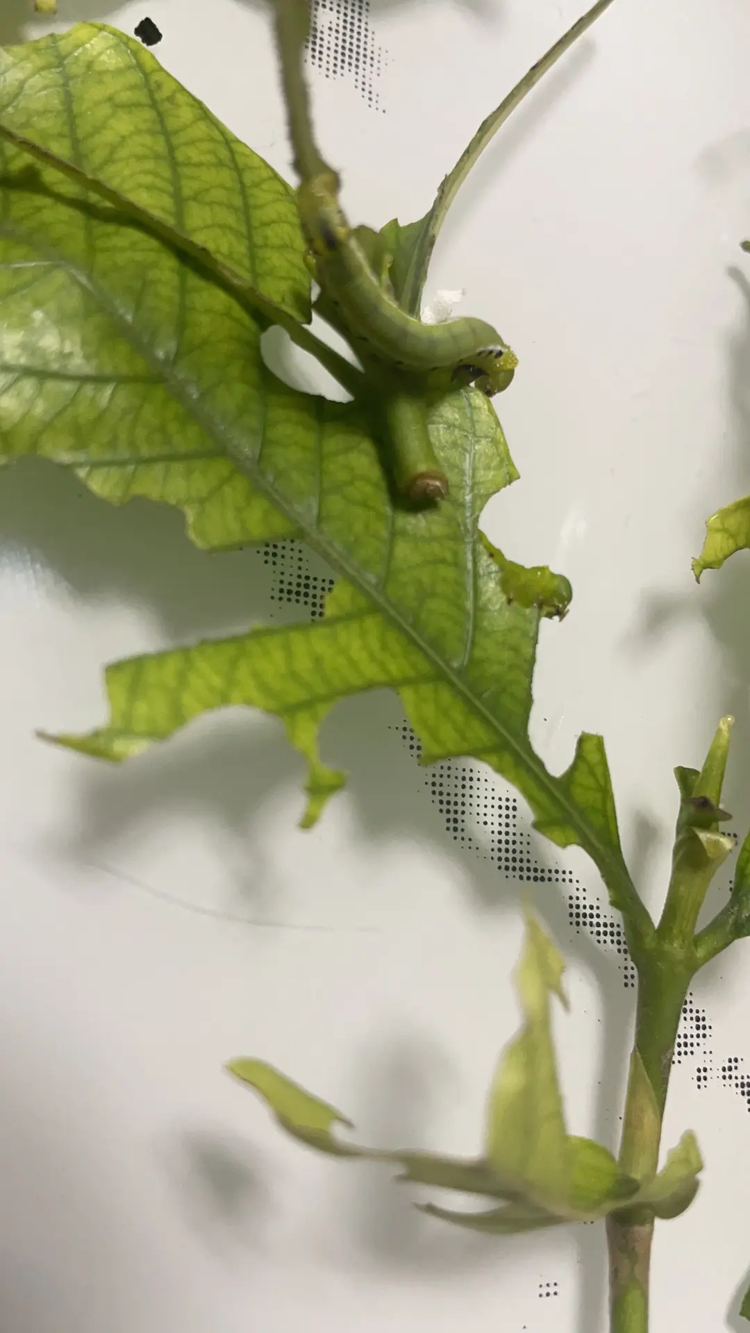 蜂鸟蛾 - 哔哩哔哩