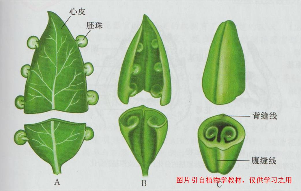 【停课不停学】雄蕊、心皮与胎座 - 哔哩哔哩