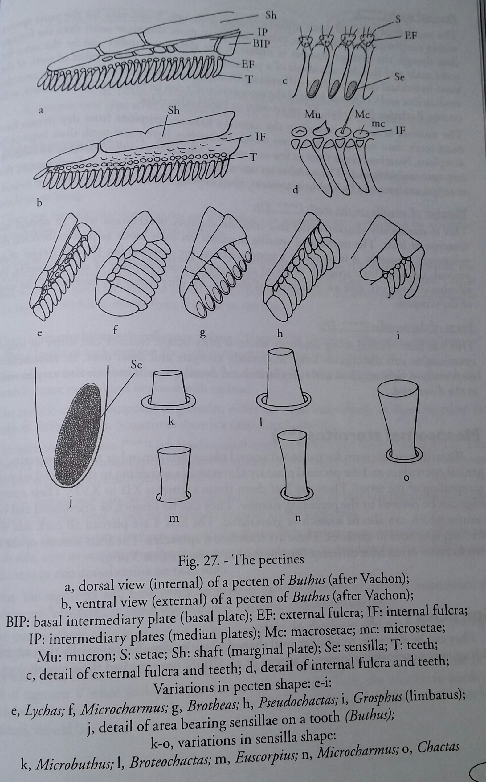 广泛蝎类学与蝎子相关的一些英文注解及外国论坛用语