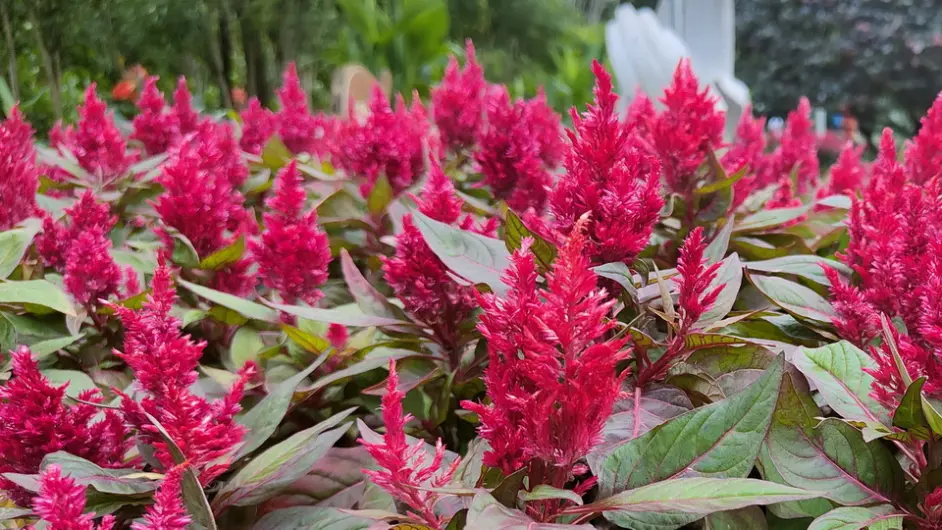 静赏夏花之美 Oppo Reno5 Pro手机随拍 哔哩哔哩